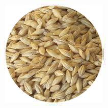 Barley Seed Alberta