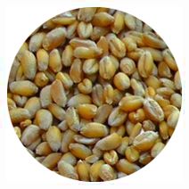 Wheat Seed Alberta